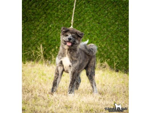 Stene Akita inu
